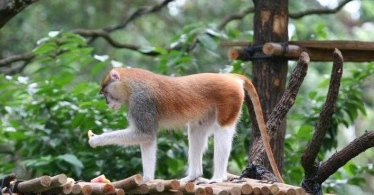 The Patas Monkey, a species known as Erythrocebus patas, in its natural splendor.