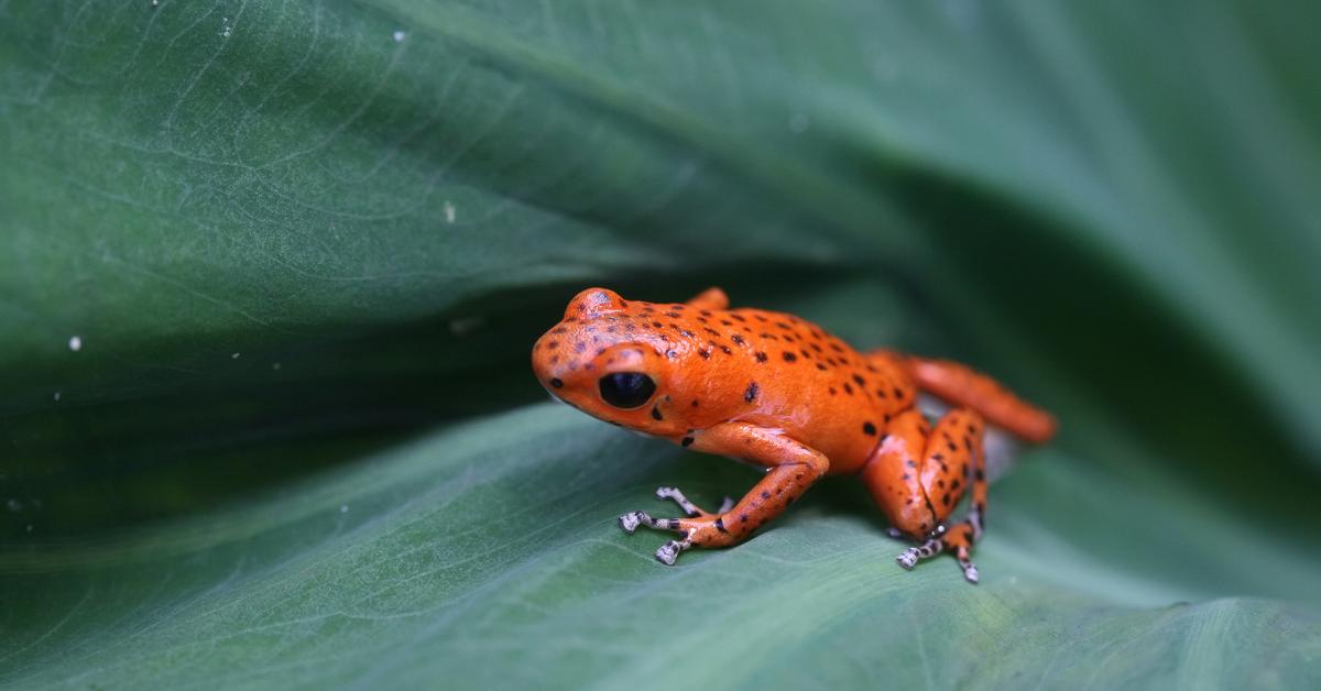 Stunning image of the Poison Dart Frog (Trochilidae), a wonder in the animal kingdom.