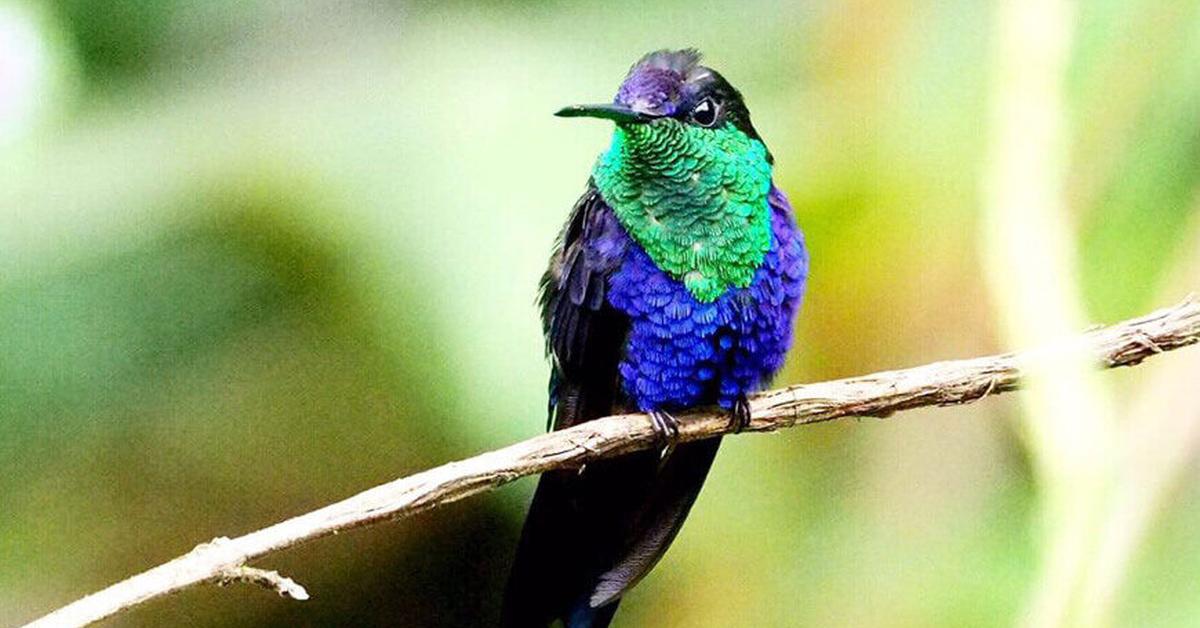 Captured beauty of the Poison Dart Frog, or Trochilidae in the scientific world.