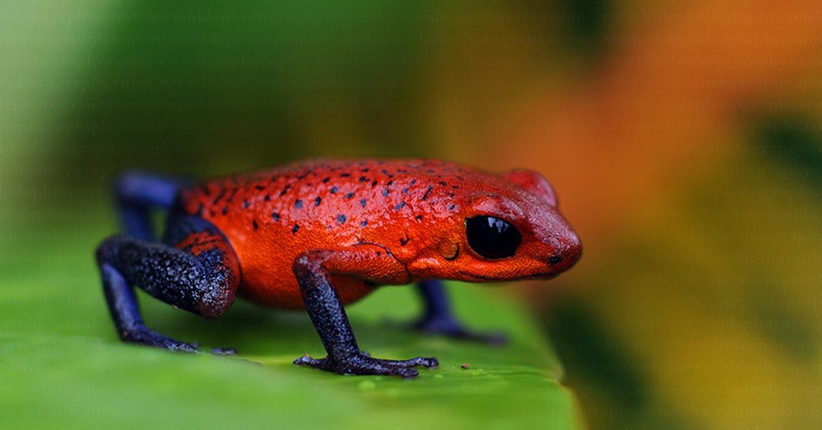 Exquisite image of Poison Dart Frog, in Indonesia known as Kodok Beracun.