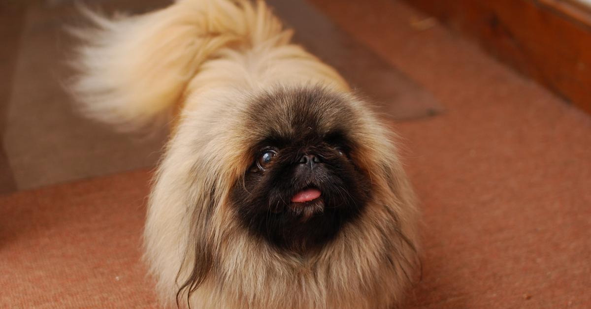 Insightful look at the Pekingese, known to Indonesians as Anjing Pekingese.