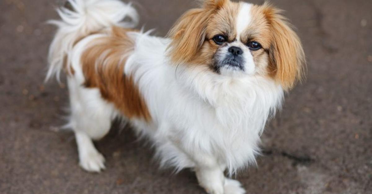 Vibrant snapshot of the Pekingese, commonly referred to as Anjing Pekingese in Indonesia.