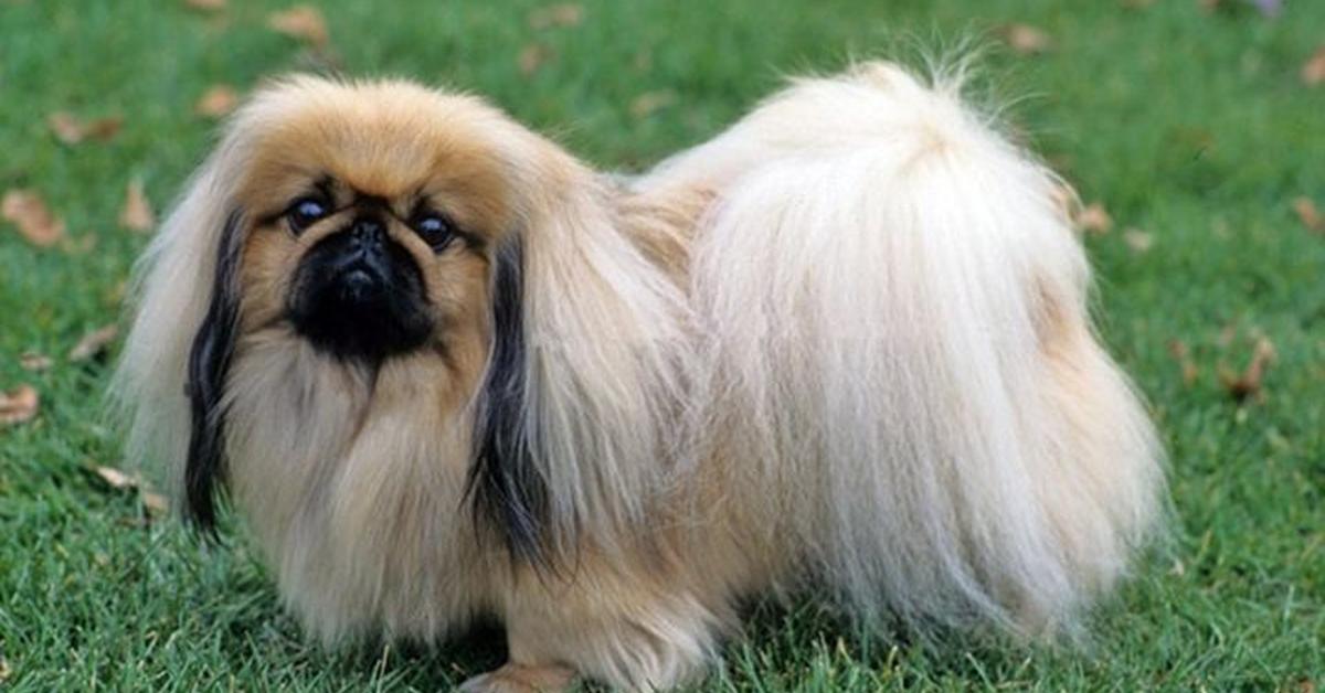 Close encounter with the Pekingese, scientifically called Canis lupus.