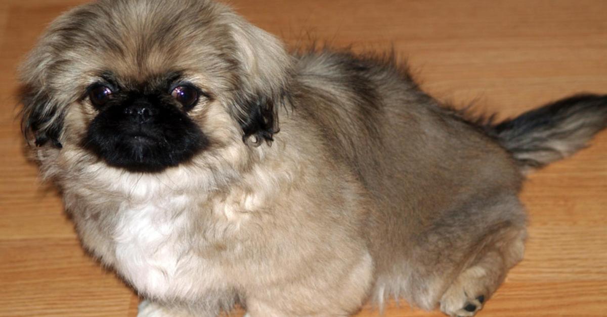 The Pekingese, an example of Canis lupus, in its natural environment.