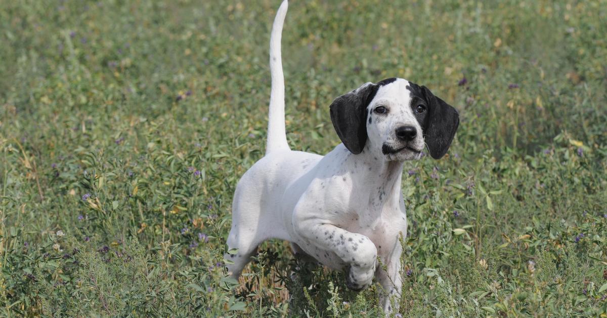 Elegant Pointer in its natural habitat, called Anjing Pointer in Indonesia.