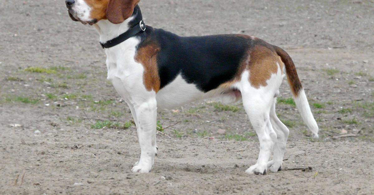 Captivating view of the Pointer, known in Bahasa Indonesia as Anjing Pointer.