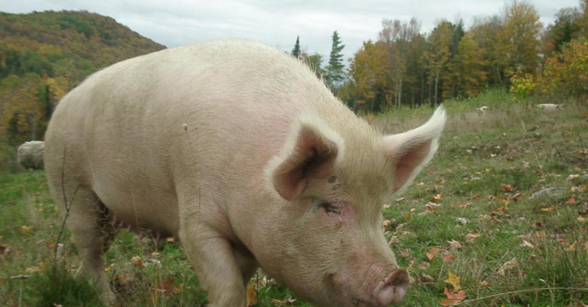 Captivating shot of the Pig, or Babi in Bahasa Indonesia.