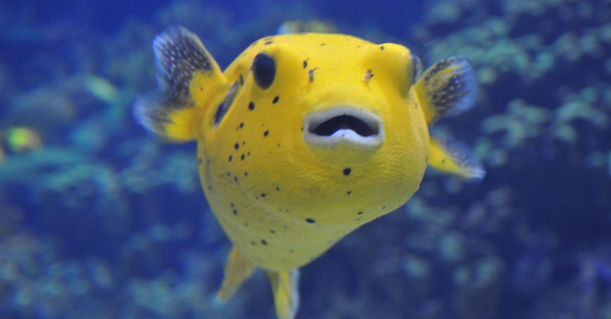 The remarkable Pufferfish (Tetraodontidae), a sight to behold.