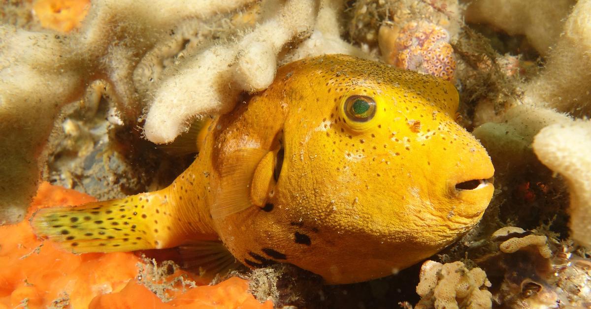 Iconic view of the Pufferfish, or Tetraodontidae, in its habitat.