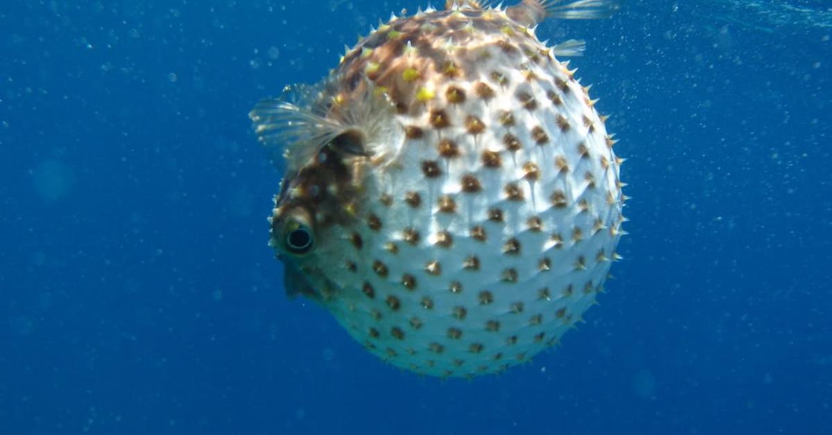 Engaging shot of the Pufferfish, recognized in Indonesia as Ikan Buntal.