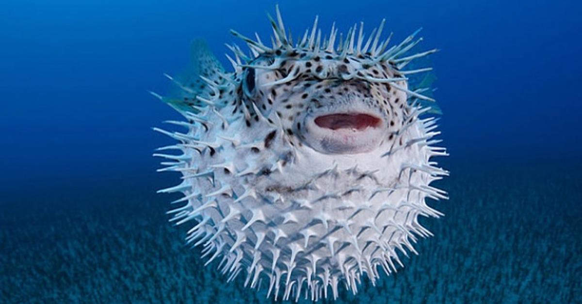 Visual representation of the Pufferfish, recognized in Indonesia as Ikan Buntal.