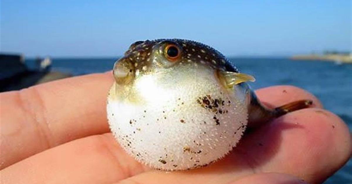 Unique portrayal of the Pufferfish, also called Ikan Buntal in Bahasa Indonesia.