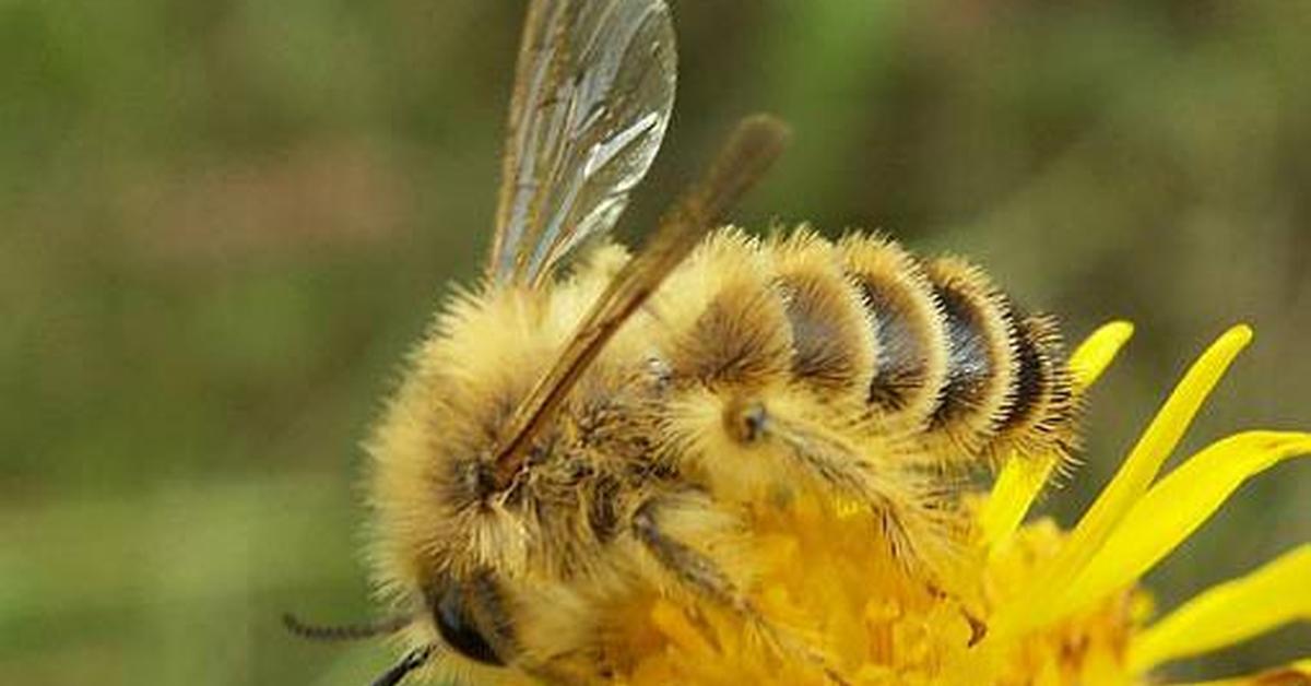 Vivid image of the Pantaloon Bee, or Lebah Pantaloon in Indonesian context.