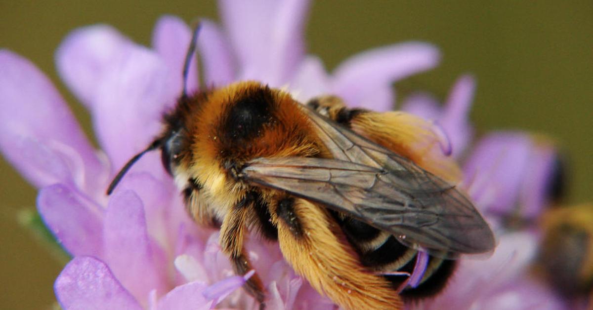 Vibrant snapshot of the Pantaloon Bee, commonly referred to as Lebah Pantaloon in Indonesia.