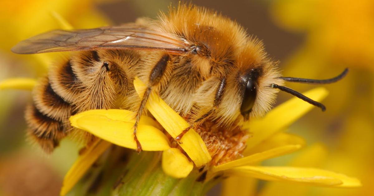 Stunning image of the Pantaloon Bee (Dasypoda hirtipes), a wonder in the animal kingdom.