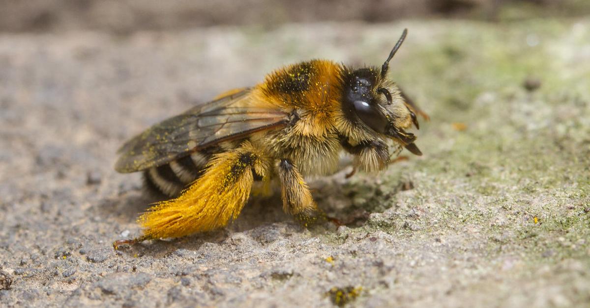 The Pantaloon Bee, a beautiful species also known as Lebah Pantaloon in Bahasa Indonesia.