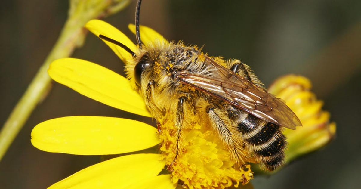 Elegant Pantaloon Bee in its natural habitat, called Lebah Pantaloon in Indonesia.