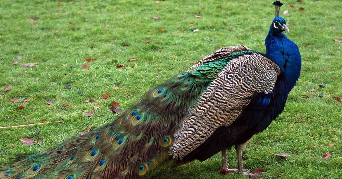 Vibrant snapshot of the Peacock, commonly referred to as Merak in Indonesia.