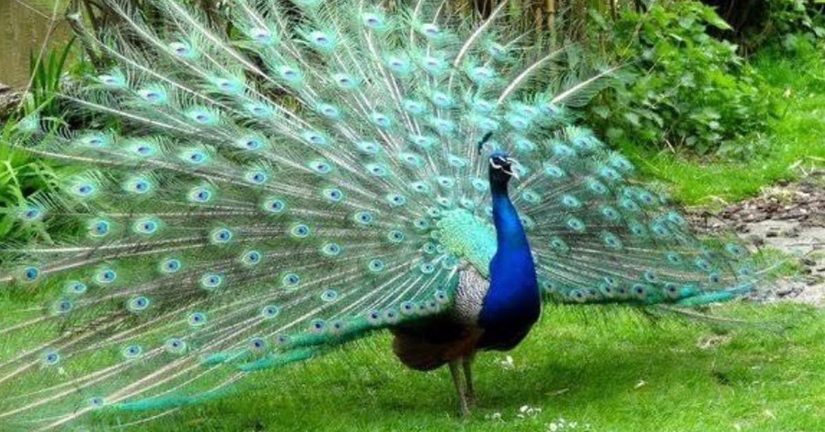 Elegant portrayal of the Peacock, also known as Phasianidae.