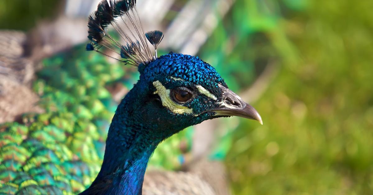 Charming view of the Peacock, in Indonesia referred to as Merak.