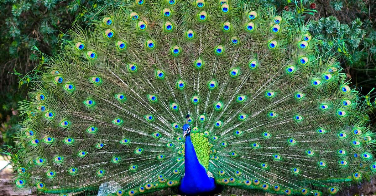 Striking appearance of the Peacock, known in scientific circles as Phasianidae.