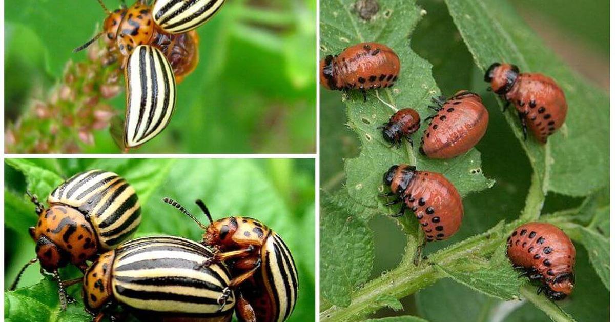 Visual representation of the Potato Beetle, recognized in Indonesia as Kumbang Kentang.