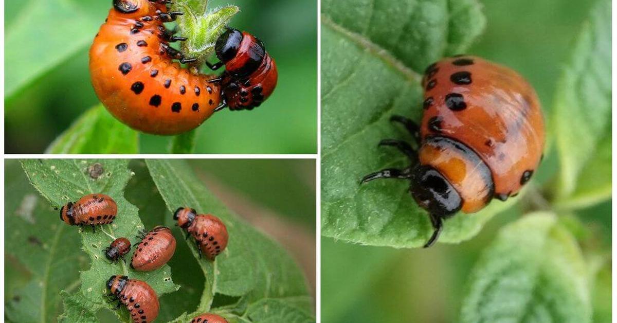 Unique portrayal of the Potato Beetle, also called Kumbang Kentang in Bahasa Indonesia.