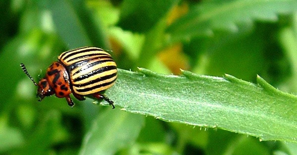 Photographic depiction of the unique Potato Beetle, locally called Kumbang Kentang.