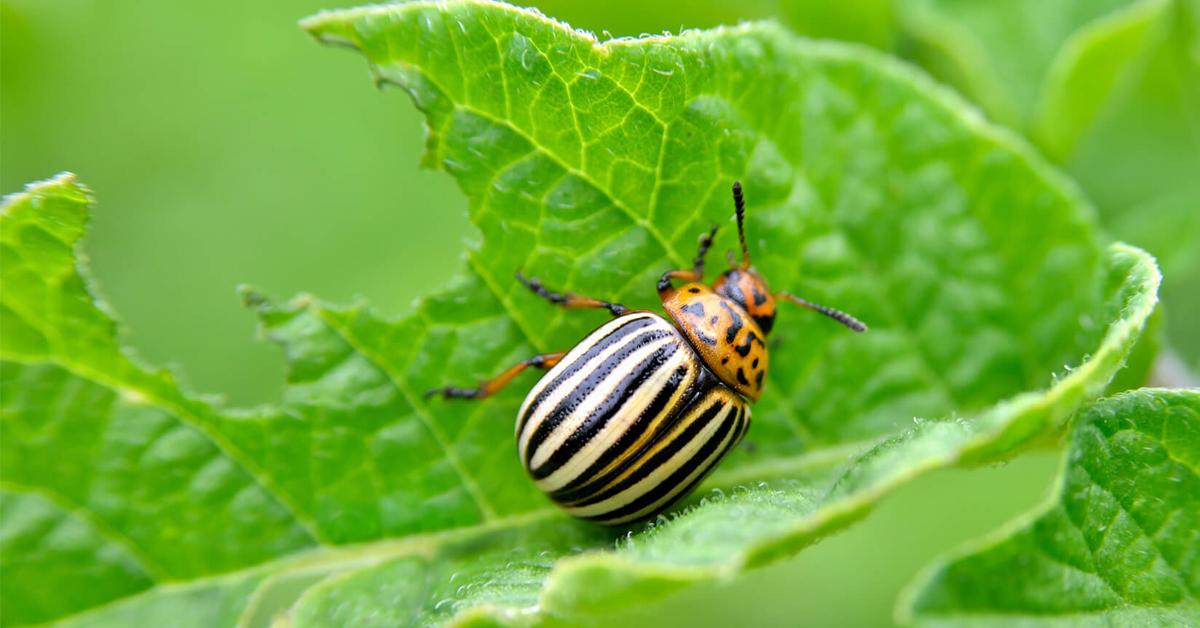 Enchanting Potato Beetle, a species scientifically known as Leptinotarsa decemlineata.