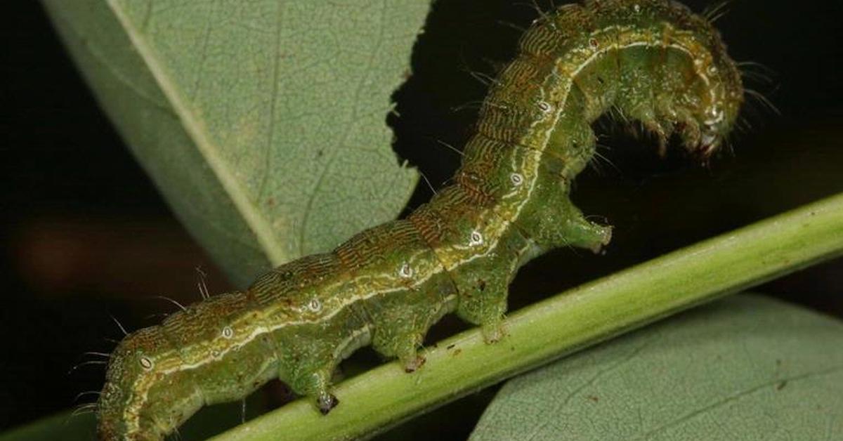 Elegant Pink Bollworm in its natural habitat, called Ulat Bollworm Merah Muda in Indonesia.