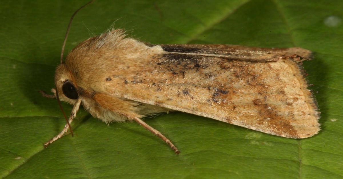 Snapshot of the intriguing Pink Bollworm, scientifically named Pectinophora gossypiella.