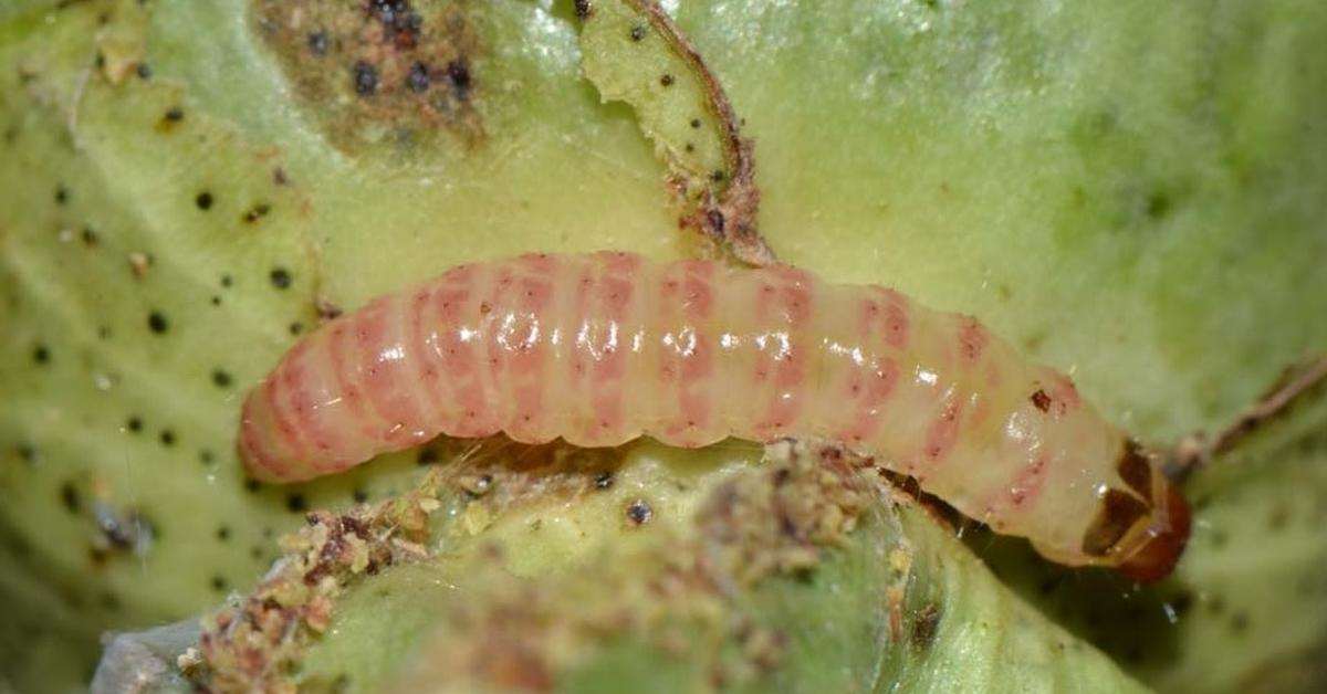 The elegant Pink Bollworm (Pectinophora gossypiella), a marvel of nature.