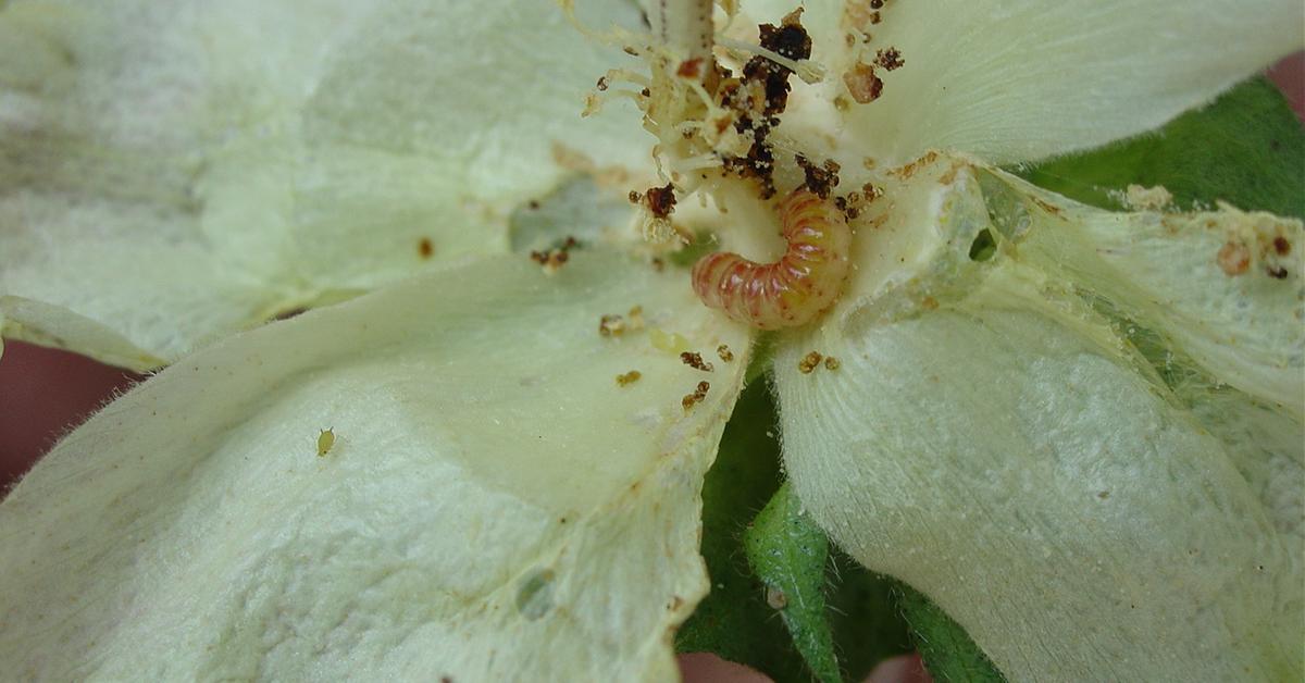 Natural elegance of the Pink Bollworm, scientifically termed Pectinophora gossypiella.