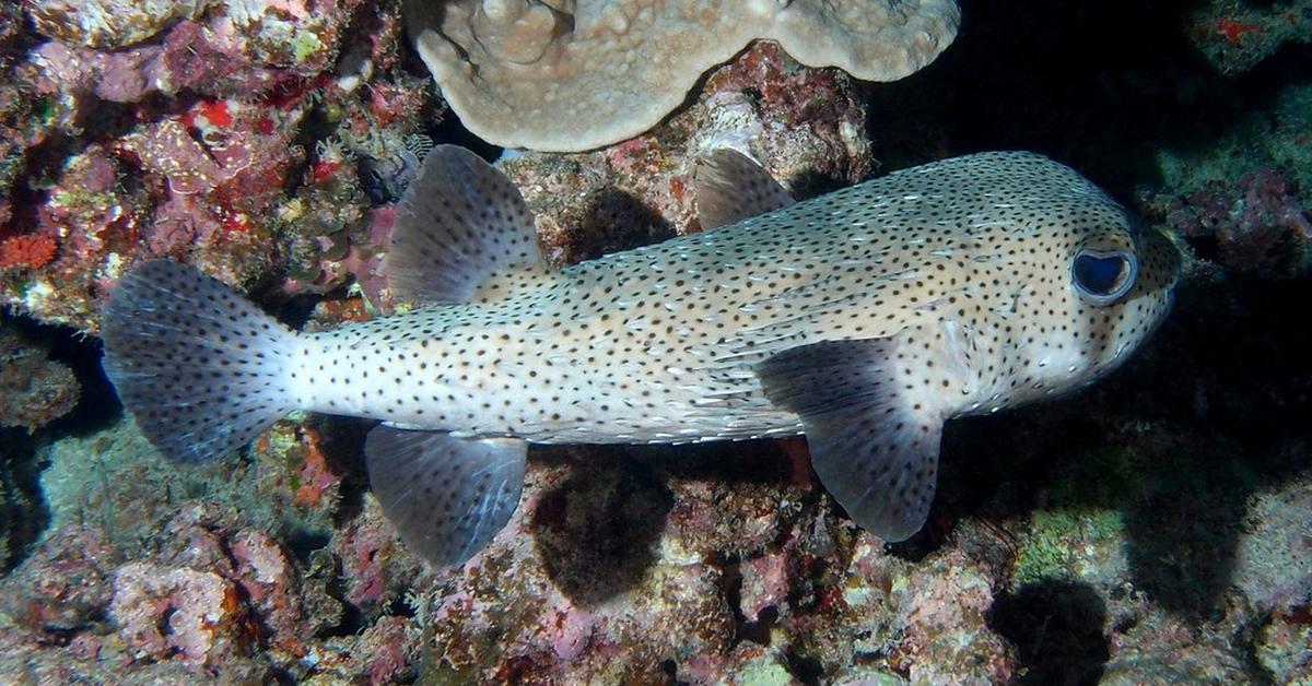 Visual representation of the Porcupinefish, recognized in Indonesia as Ikan Buntal.