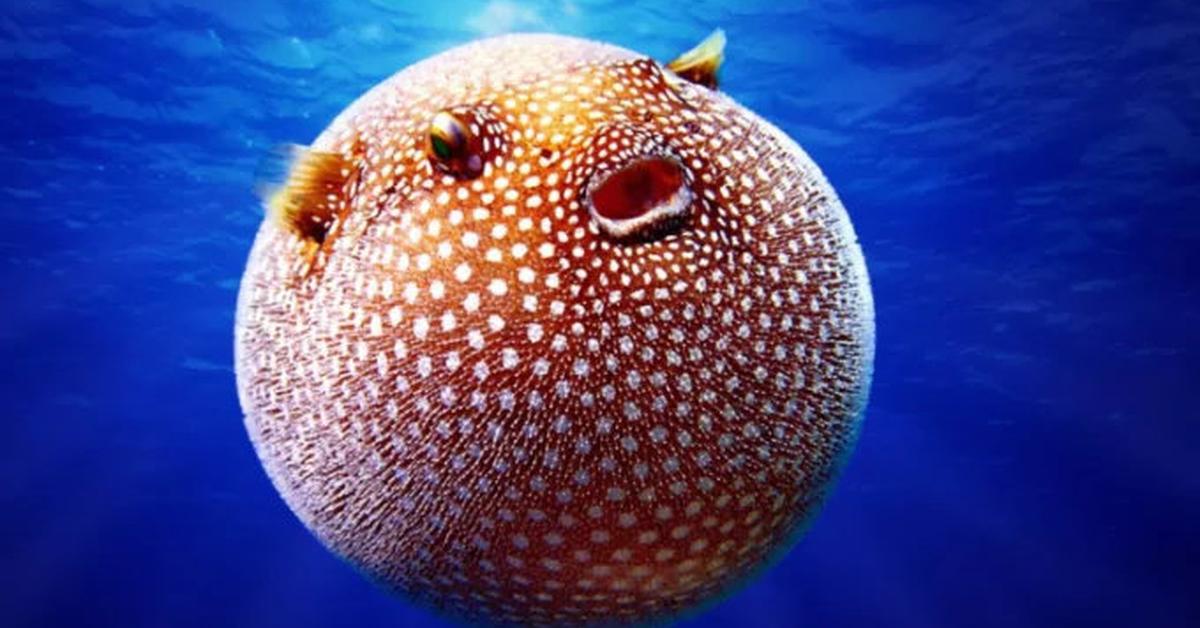 Image of the Porcupinefish (Diodon hystrix), popular in Indonesia as Ikan Buntal.