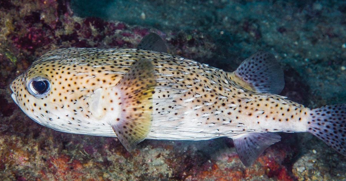 Elegant portrayal of the Porcupinefish, also known as Diodon hystrix.