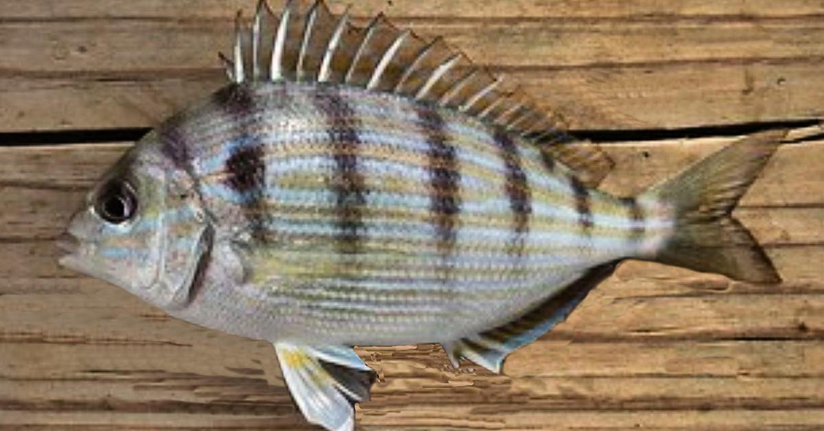 Captivating presence of the Pinfish, a species called Lagodon rhomboides.