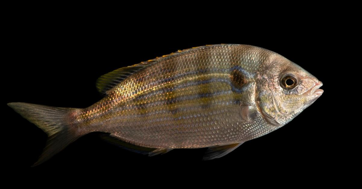 The Pinfish, a species known as Lagodon rhomboides, in its natural splendor.