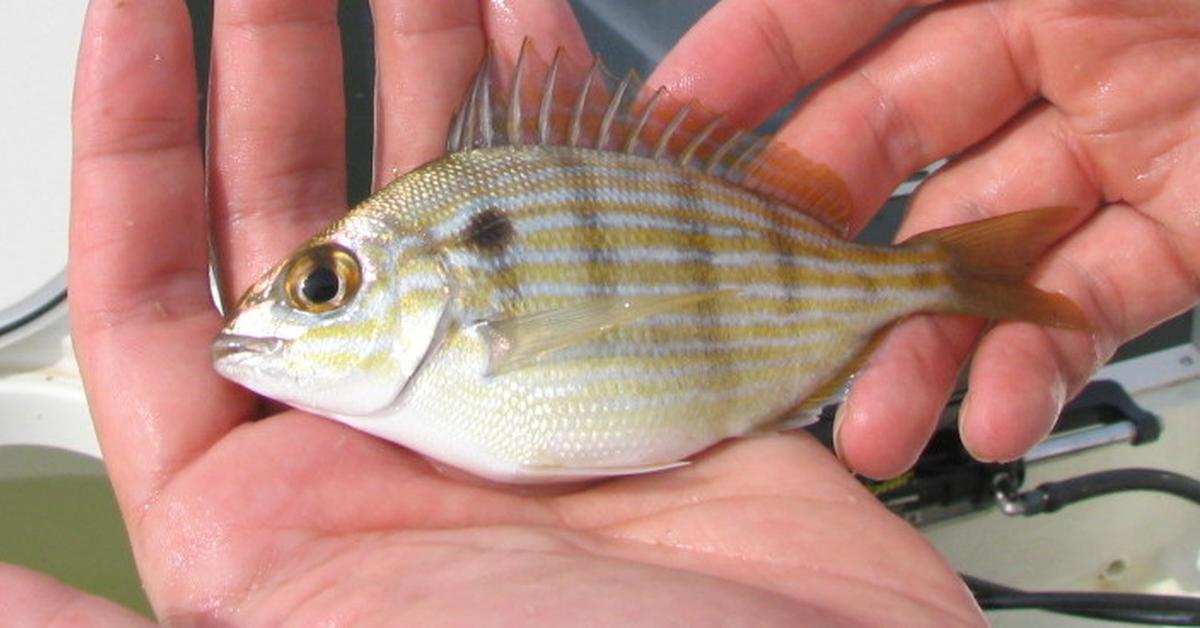 Stunning depiction of Pinfish, also referred to as Lagodon rhomboides.