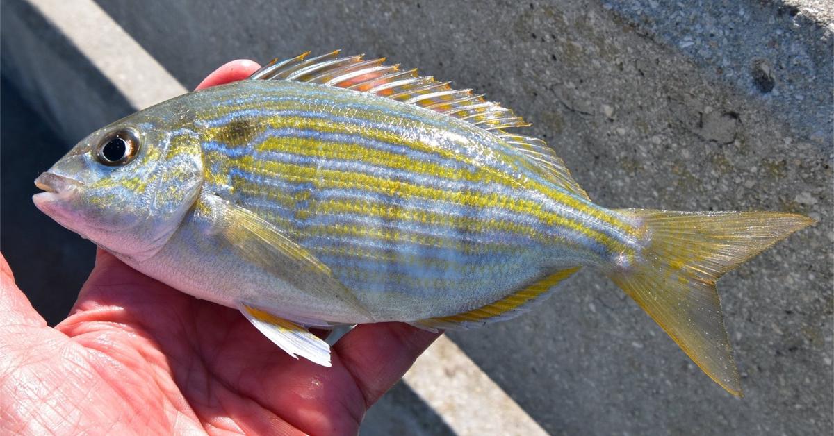 Portrait of a Pinfish, a creature known scientifically as Lagodon rhomboides.