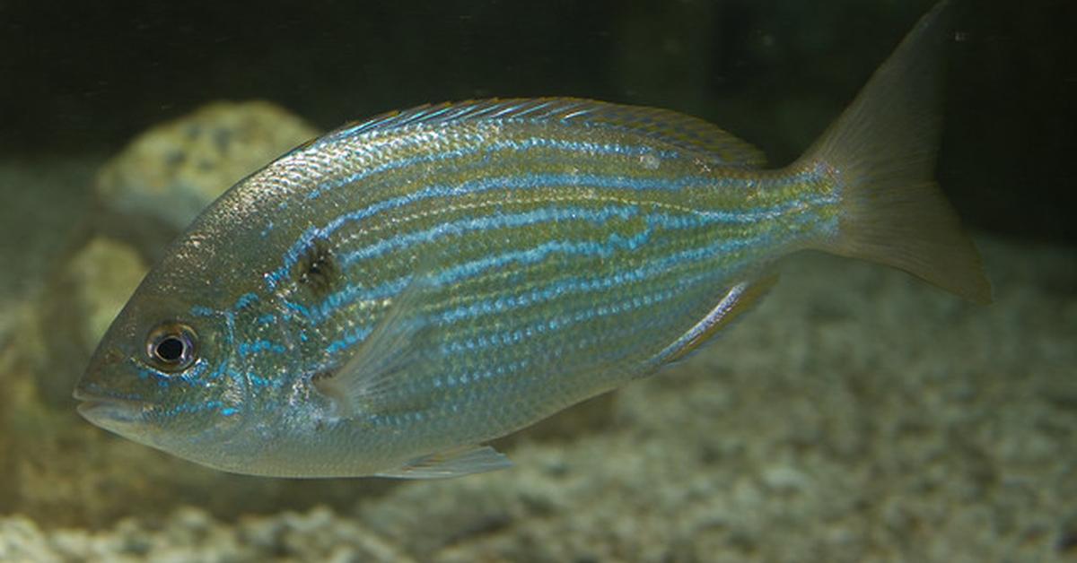 Glimpse of the Pinfish, known in the scientific community as Lagodon rhomboides.