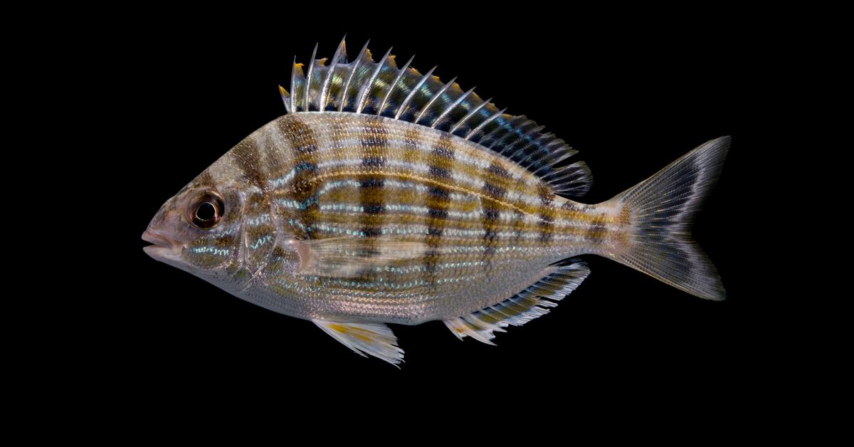 Elegant portrayal of the Pinfish, also known as Lagodon rhomboides.