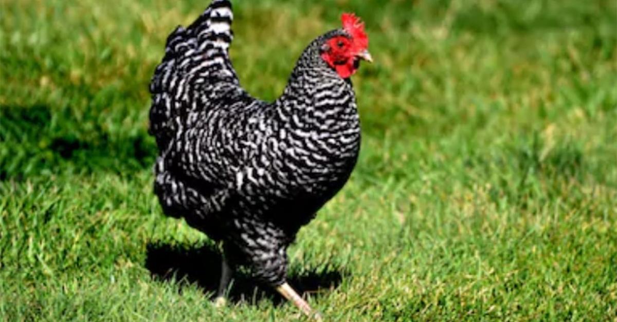 Graceful Plymouth Rock Chicken, a creature with the scientific name Gallus gallus domesticus.