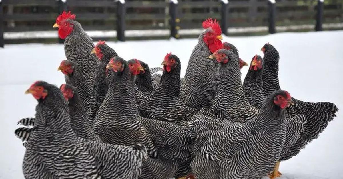 Stunning image of the Plymouth Rock Chicken (Gallus gallus domesticus), a wonder in the animal kingdom.