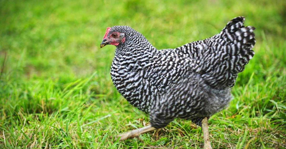 Elegant portrayal of the Plymouth Rock Chicken, also known as Gallus gallus domesticus.