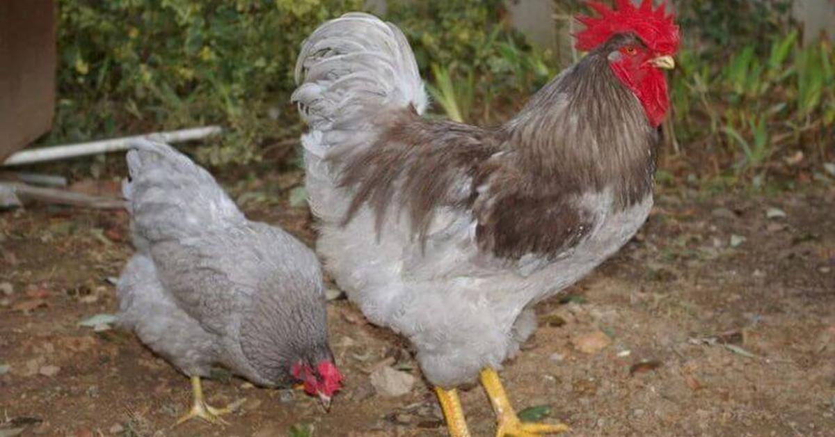 Distinctive Plymouth Rock Chicken, in Indonesia known as Ayam Plymouth Rock, captured in this image.