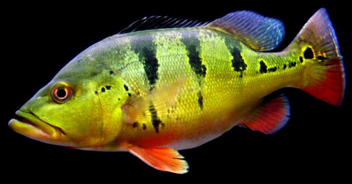 Snapshot of the intriguing Peacock Bass, scientifically named Cichla ocellaris.