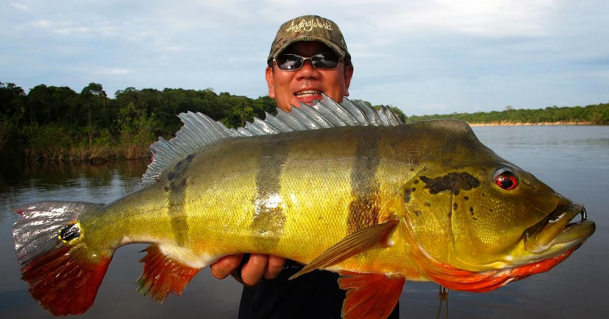 Elegant portrayal of the Peacock Bass, also known as Cichla ocellaris.