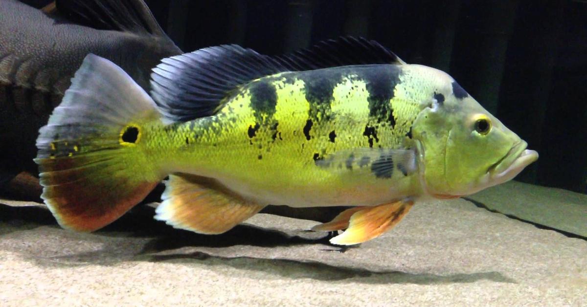 Photograph of the unique Peacock Bass, known scientifically as Cichla ocellaris.