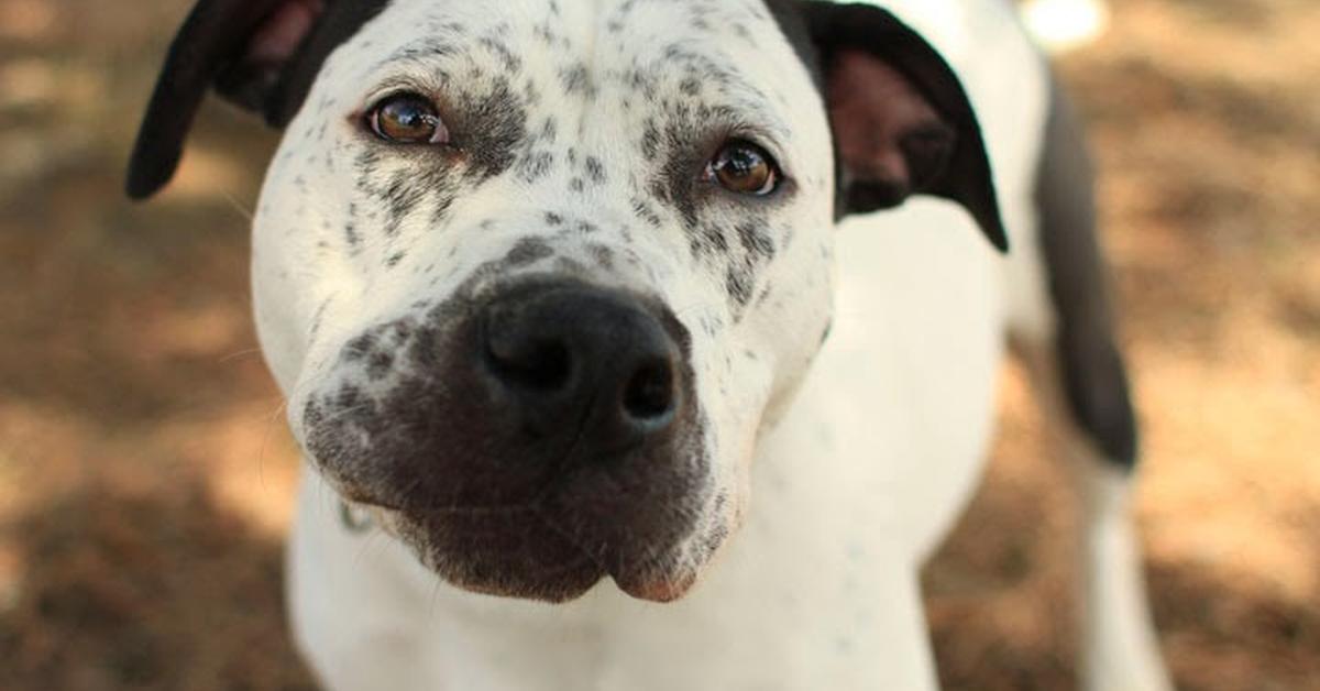 Natural elegance of the Pointer Mix, scientifically termed Canis lupus.